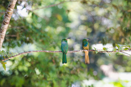 Blue-bearded Bee-eater hold on the branch above their nestの写真素材
