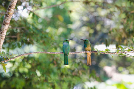 Blue-bearded Bee-eater hold on the branch above their nestの写真素材