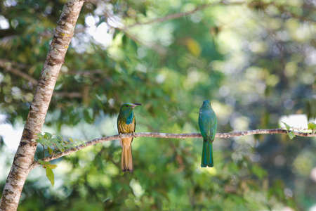 Blue-bearded Bee-eater hold on the branch above their nestの写真素材