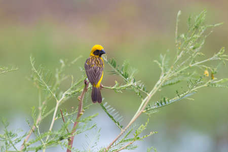 Asian golden beaver hold on the branch near his nest on Boraped Lake,Thailandの写真素材