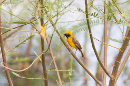 Asian golden beaver hold on the branch near his nest on Boraped Lake,Thailand