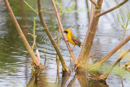 Asian golden beaver hold on the branch near his nest on Boraped Lake,Thailandの写真素材