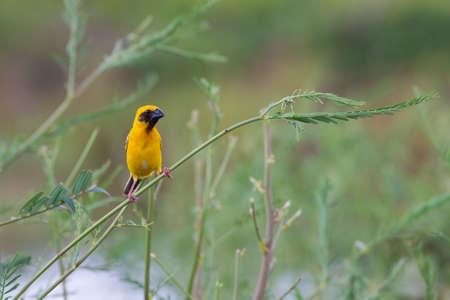 Asian golden weaver hold on the branch nearby his nest,Boraped lake Thailandの写真素材