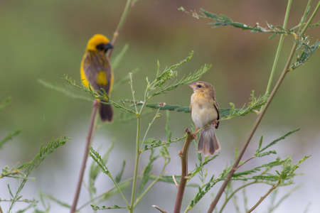 Asian golden weaver hold on the branch nearby their nest,Boraped lake Thailandの写真素材