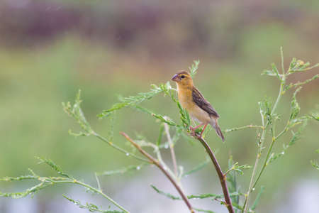 Asian golden weaver  hold on the branch bearby her nest ,Boraped Lake Thailand