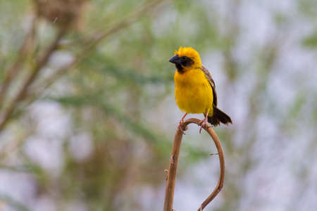 Asian golden weaver  hold on the branch bearby his nest ,Boraped Lake Thailandの写真素材