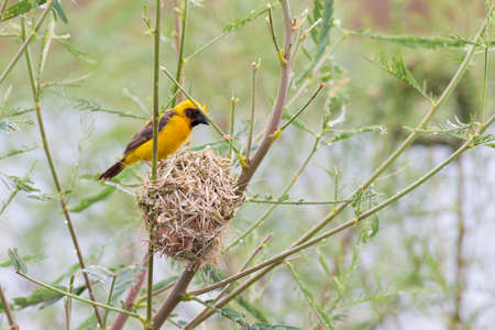 Asian golden weaver  hold on the branch.の写真素材