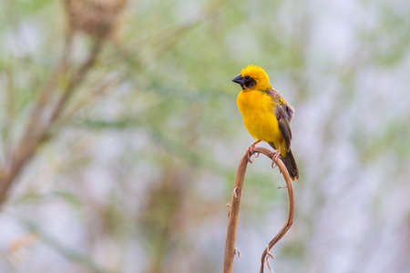 Asian golden weaver  hold on the branch bearby his nest.の写真素材