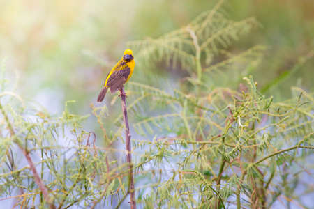 Asian golden weaver hold on the branch nearby his nest on the lake,Boraped Thailandの写真素材