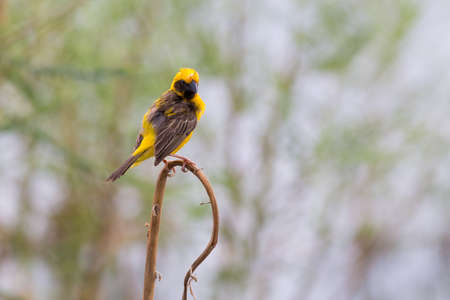 Asian golden weaver hold on the branch nerby his nest on the lake,Boraped Thailandの写真素材