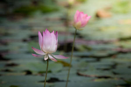 pink lotus blooming in the pool,Boraped lake Thailandの写真素材