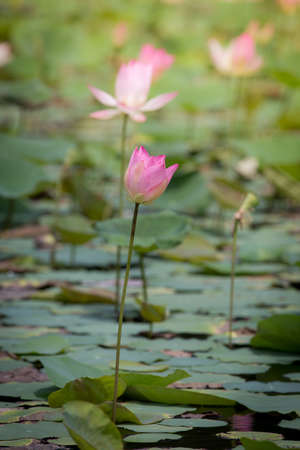 pink lotus blooming in the pool,Boraped lake Thailandの写真素材