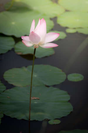 pink lotus blooming in the pool,Boraped lake Thailandの写真素材