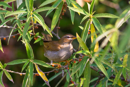 Grey-sided Thrush come for eating berry in every morning at Kiw Maeparn,National Park Thailandの写真素材