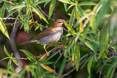 Grey-sided Thrush come for eating berry in every morning at Kiw Maeparn,National Park Thailandの写真素材
