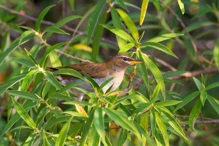 Grey-sided Thrush come for eating berry in every morning at Kiw Maeparn,National Park Thailandの写真素材