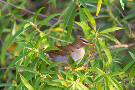 Grey-sided Thrush come for eating berry in every morning at Kiw Maeparn,National Park Thailandの写真素材