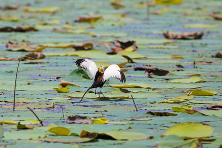 Pheasant-tailed jacana is the Queen of water birds with their beautiful feather and long fingers they can stand on aquatic plant nearby their simple nest that there are 2-3 eggsの写真素材