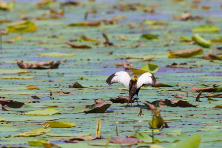 Pheasant-tailed jacana is the Queen of water birds with their beautiful feather and long fingers they can stand on aquatic plant nearby their simple nest that there are 2-3 eggsの写真素材
