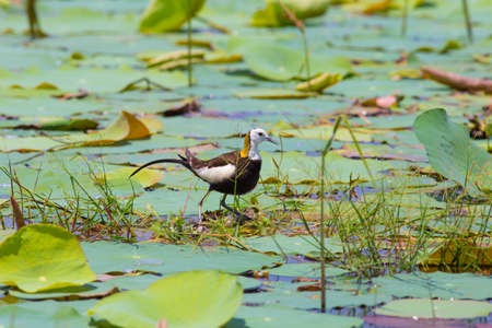 Pheasant-tailed jacana is the Queen of water birds with their beautiful feather and long fingers they can stand on aquatic plant nearby their simple nest that there are 2-3 eggsの写真素材