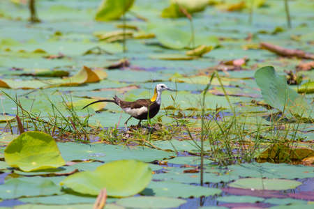 Pheasant-tailed jacana is the Queen of water birds with their beautiful feather and long fingers they can stand on aquatic plant nearby their simple nest that there are 2-3 eggsの写真素材