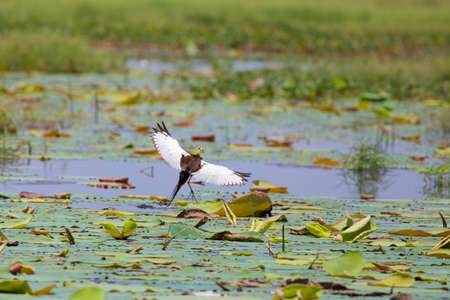 Pheasant-tailed jacana is the Queen of water birds with their beautiful feather and long fingers they can stand on aquatic plant nearby their simple nest that there are 2-3 eggsの写真素材