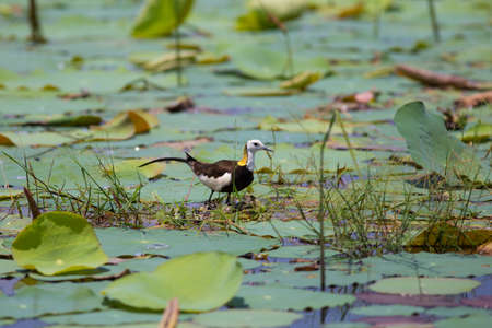 Pheasant-tailed jacana is the Queen of water birds with their beautiful feather and long fingers they can stand on aquatic plant nearby their simple nest that there are 2-3 eggsの写真素材
