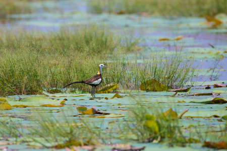 Pheasant-tailed jacana is the Queen of water birds with their beautiful feather and long fingers they can stand on aquatic plant nearby their simple nest that there are 2-3 eggsの写真素材