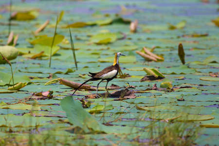 Pheasant-tailed jacana is the Queen of water birds with their beautiful feather and long fingers they can stand on aquatic plant nearby their simple nest that there are 2-3 eggsの写真素材
