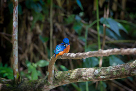 Blue-eared kingfisher perching on the branch over a stream looking for some fish,Khaoyai National Park,Thailand.の写真素材