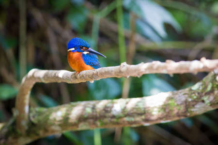 Blue-eared kingfisher perching on the branch over a stream looking for some fish,Khaoyai National Park,Thailand.の写真素材