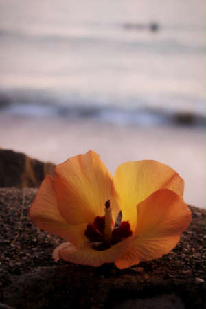 yellow flower on the beach
