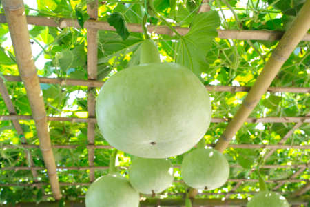 Gourd Farmの写真素材