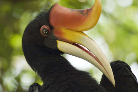 Rhinoceros Hornbill headの写真素材