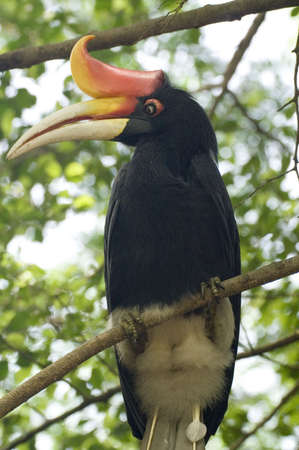 Rhinoceros Hornbill perched on a tree branch