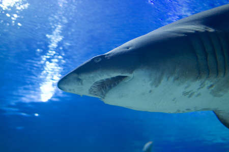 shark swimming in waterの写真素材