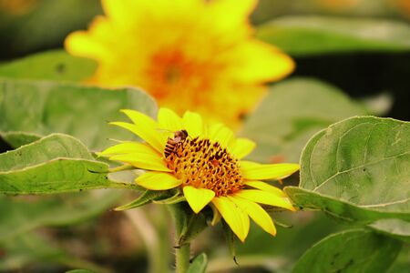 Bee and sunflower.の写真素材