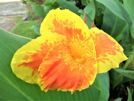 yellow flower.の写真素材