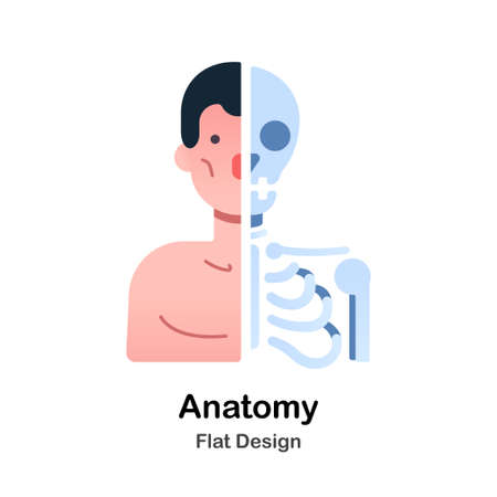 Human Anatomy Flat Vector Illustrationのイラスト素材