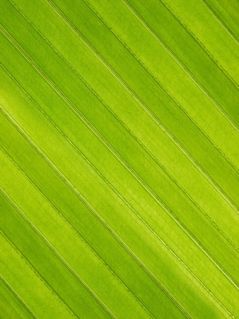 coconut leaf texture の写真素材