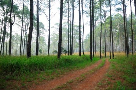road in the pine forestの写真素材