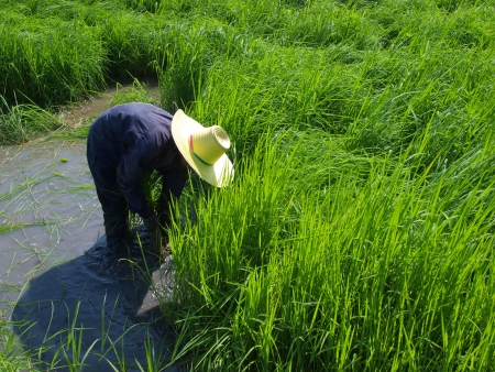unidentified farmer growing rice の写真素材
