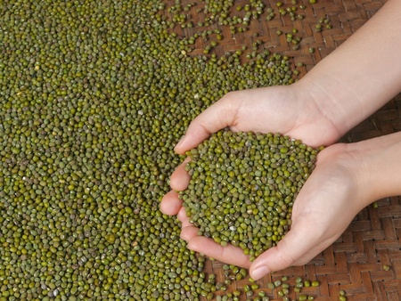 green mung beans in hand の写真素材