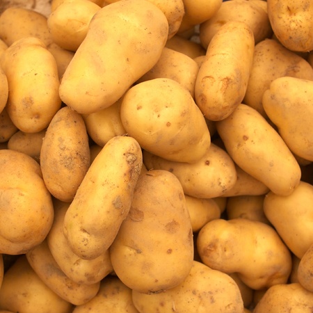 raw golden potatoes in market の写真素材