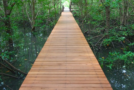 wooden walk way through the forest の写真素材