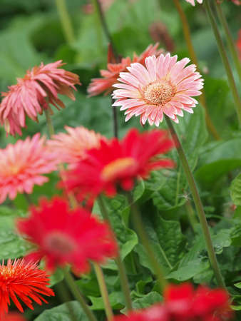 fresh gerbera flowers in garden の写真素材