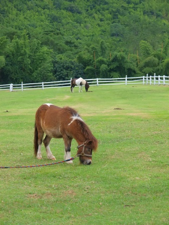miniture horseの写真素材