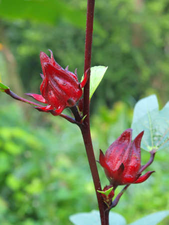 wild flower of roselle on plantの写真素材