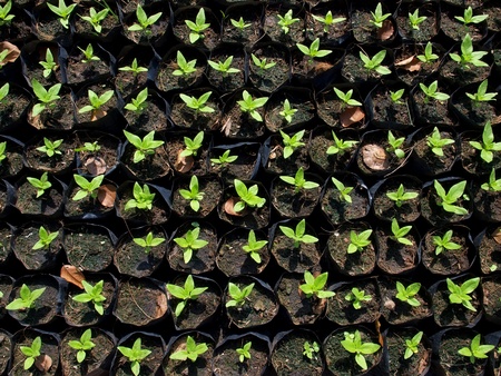 bed of seedlings from nursery farm 