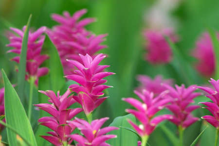 siam tulip flower blooming in garden の写真素材